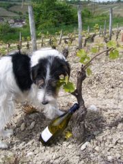 Snoopy bouteille vigne