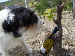 Snoopy bouteille vigne1
